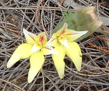 Caladenia - orchidaceae_cowslip2.jpg